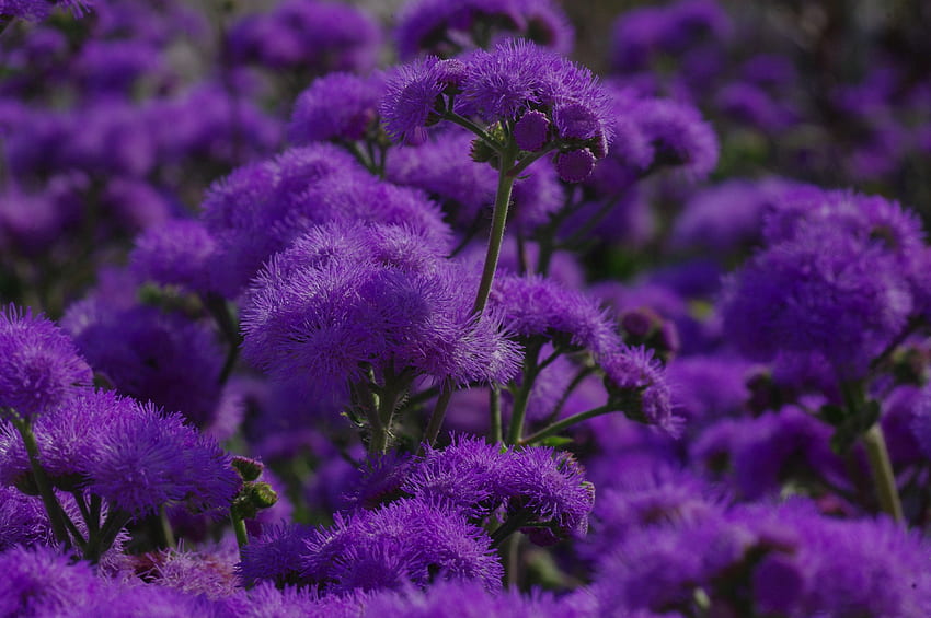 Flowers, Violet, Plant, Macro, Purple HD wallpaper