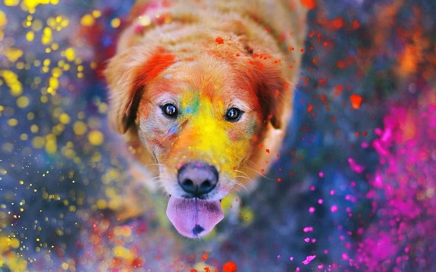 Pies podczas festiwalu Holi. Kolorowy pies, pies, gigantyczne psy, grafika psa Tapeta HD