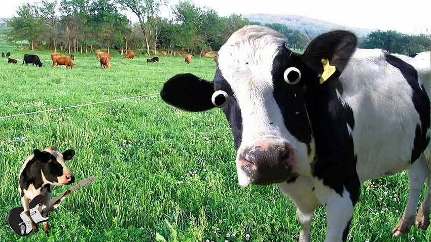 Baby Cows per Chromebook - Green New Deal Farting Cows, Funny Cow Sfondo HD