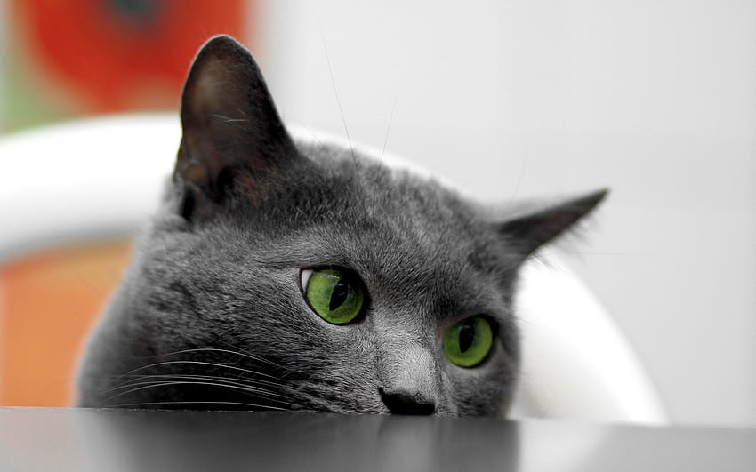 Animals, Cat, Muzzle, Eyes, Table, Peek Out, Look Out HD wallpaper