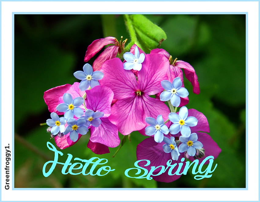 HELLO SPRING, HELLO, COMMENT, CARD, SPRING HD wallpaper