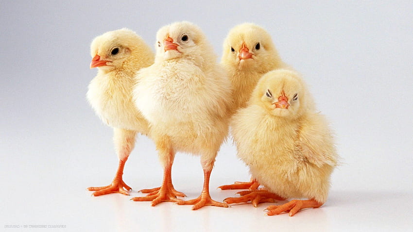 anak ayam lucu kecil empat burung layar lebar / latar belakang burung, Ayam Lucu Wallpaper HD