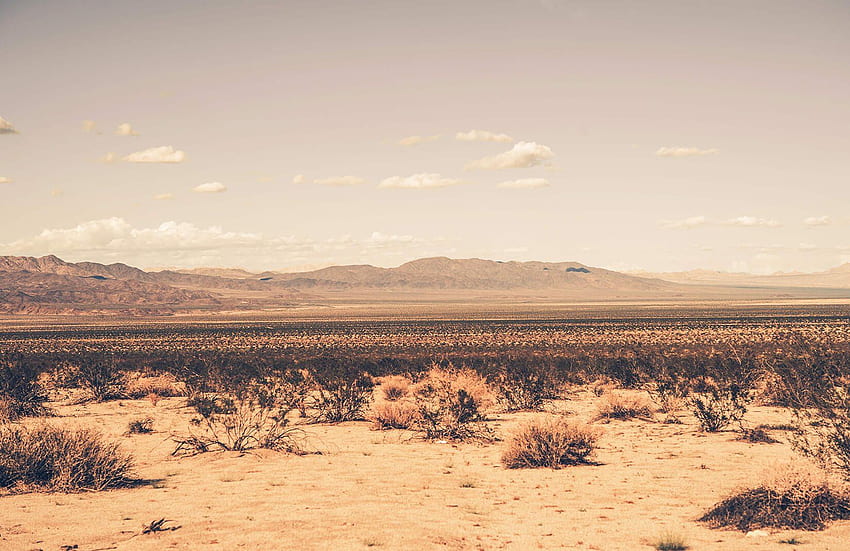 Deserto arido murale, foresta del deserto Sfondo HD