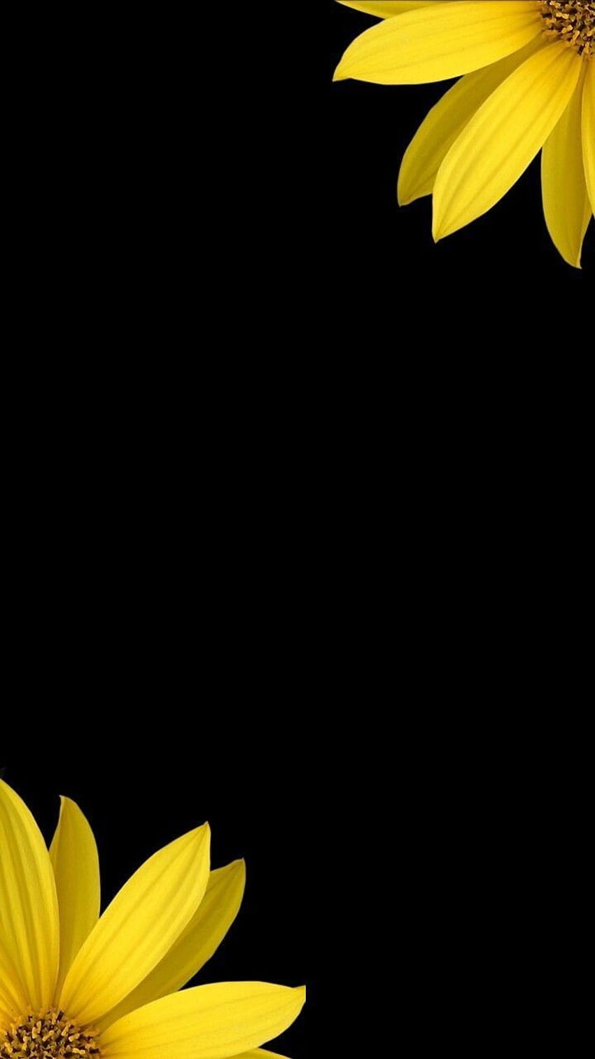 Black. Theme. . iPhone. Android. Yellow , Sunflower , Flower background HD phone wallpaper