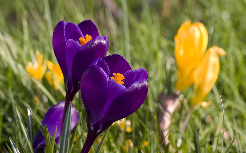 Krokus, Pflanzen, Blütenblätter, Blüten, Blumen, Frühling HD-Hintergrundbild