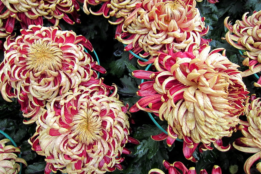 Chrysanthème, magnifique, beau, fleurs, ornemental Fond d'écran HD