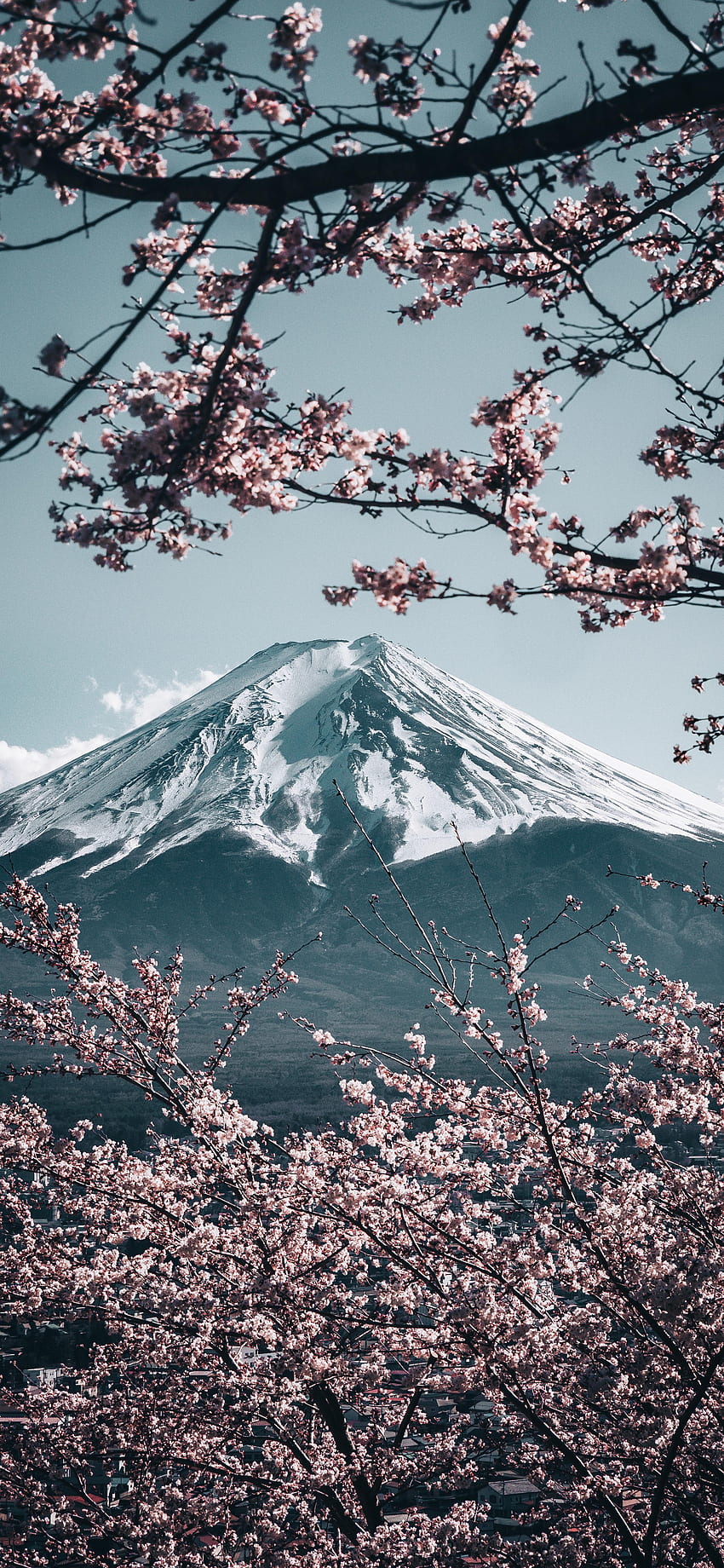 Mt. Fuji with Sakura in Japan [] : Mobile HD phone wallpaper