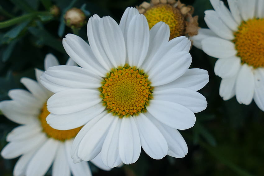 Blumen, Kamille, Blütenblätter, Nahaufnahme, Kamille HD-Hintergrundbild