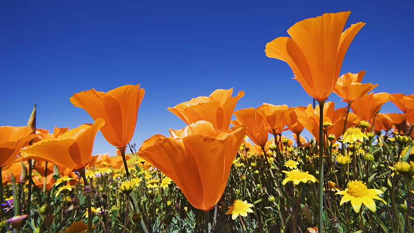 ดอกป๊อปปี้สีส้ม ฤดูร้อน ท้องฟ้า ทุ่ง ดอกไม้ วอลล์เปเปอร์ HD