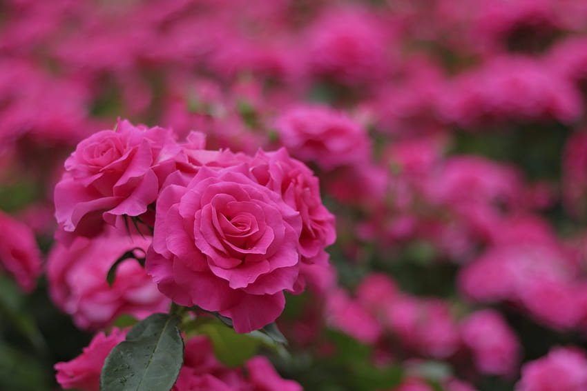 Roses, Flowers, Blooming, Nature, Blossom HD wallpaper