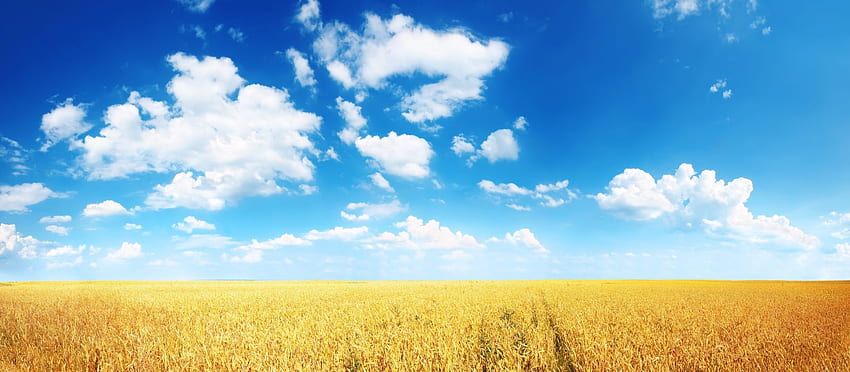 Acker-Ähren-Weizen Maisfeld. HD-Hintergrundbild