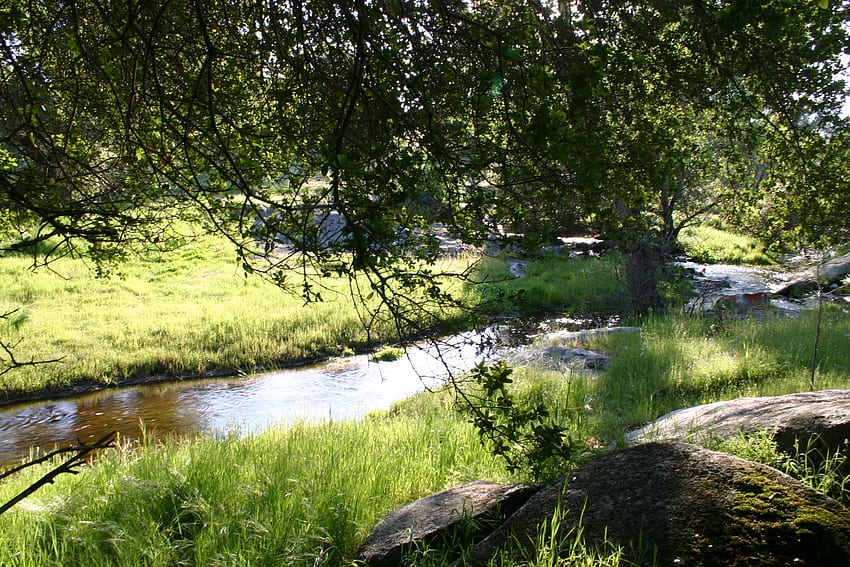 Perfect Picnic, trees, grass, creek, water HD wallpaper