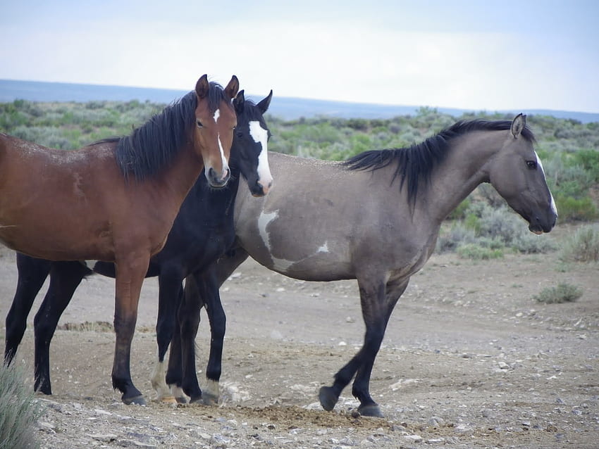 Konie, dzikie konie, kocham konie, zwierzęta, siwe konie Tapeta HD