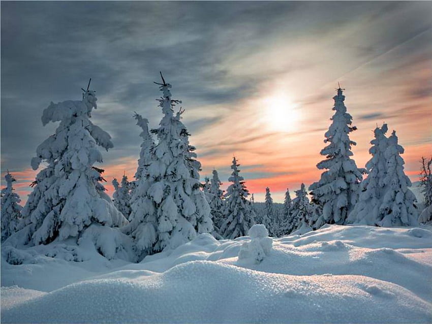 Soft dawn, winter, dawn, pink, snow, trees, sky HD wallpaper