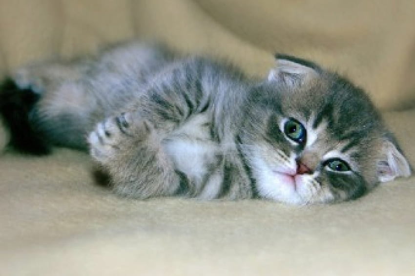Kitten, stripes, Cat, gray HD wallpaper