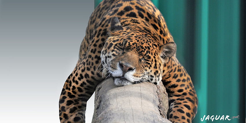 Jaguar Lazy, Jaguar Animal HD wallpaper