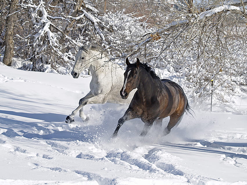 run with me, horses, horse, i love horses HD wallpaper