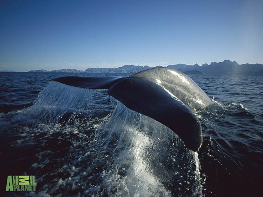 Whale Tail, caudas, baleias, planeta animal papel de parede HD