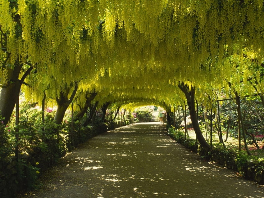 wisteria arbor, wisteria, nature, arbor, yellow HD wallpaper