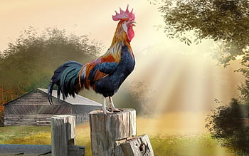 Rooster HD wallpapers | Pxfuel