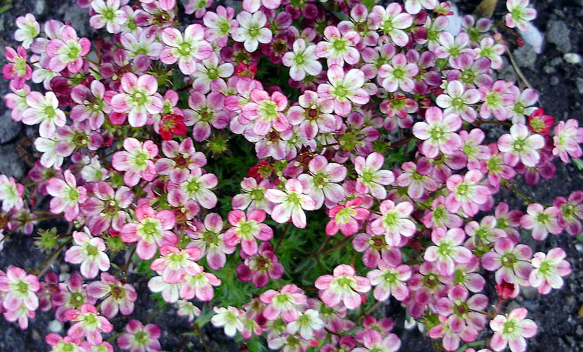 พรมดอกไม้สีชมพู พรมสีชมพู ดอกไม้ วอลล์เปเปอร์ HD