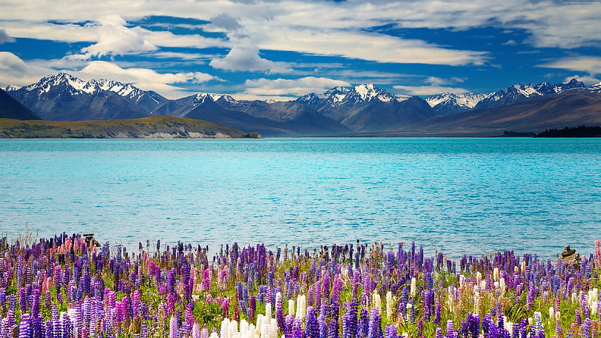 Lake Tekapo, Nova Zelândia, montanhas, flor, viagens papel de parede HD