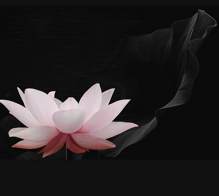 Lotos, różowy, delikatny, cień, czarne tło, płatki, kwiat Tapeta HD