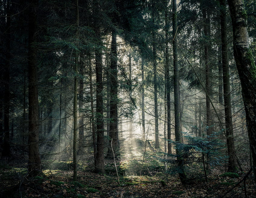 Natura, drzewa, połysk, światło, las, mgła, gałęzie Tapeta HD
