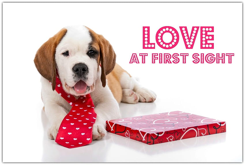 Buon San Valentino!, cane, animale, bianco, carino, regalo, cravatta, san valentino, cucciolo, rosso, divertente, carta, caine Sfondo HD
