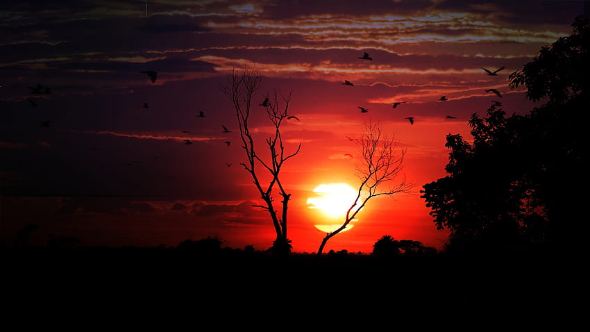 นก พระอาทิตย์ตก ท้องฟ้า มืด ไม้ ต้นไม้ วอลล์เปเปอร์ HD