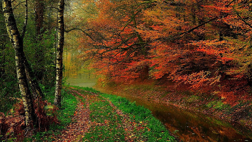 Autumn leaves, trees, forest, autumn, walk path, river ,, Korean Autumn ...