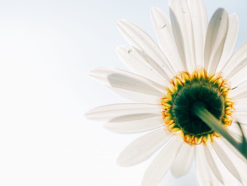 minimalist, flower background, flower, , perspective, leaf, joy, daisy, calyx, spring, sky, nature, sunlight, hope, floral background, chamomile, flower , up, , corona, white flower. Cool HD wallpaper