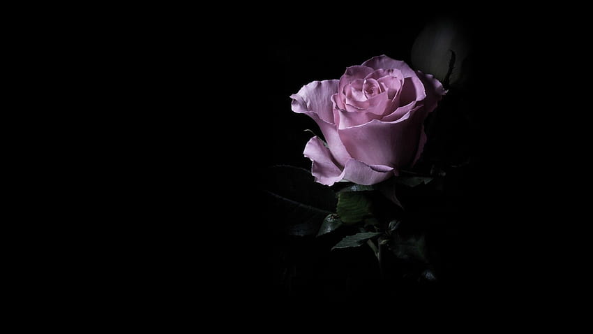Purple Rose Background, Aesthetic Flower Dark HD wallpaper