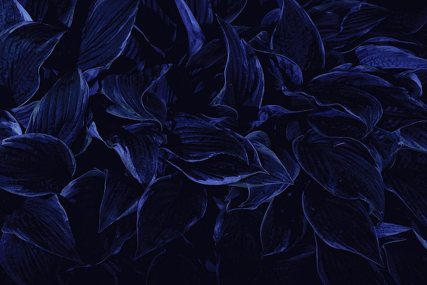 Blue Flower Aesthetic, Black and Blue Floral HD wallpaper