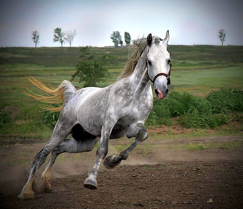 Kuda Lari, keren, kuda, berlari Wallpaper HD