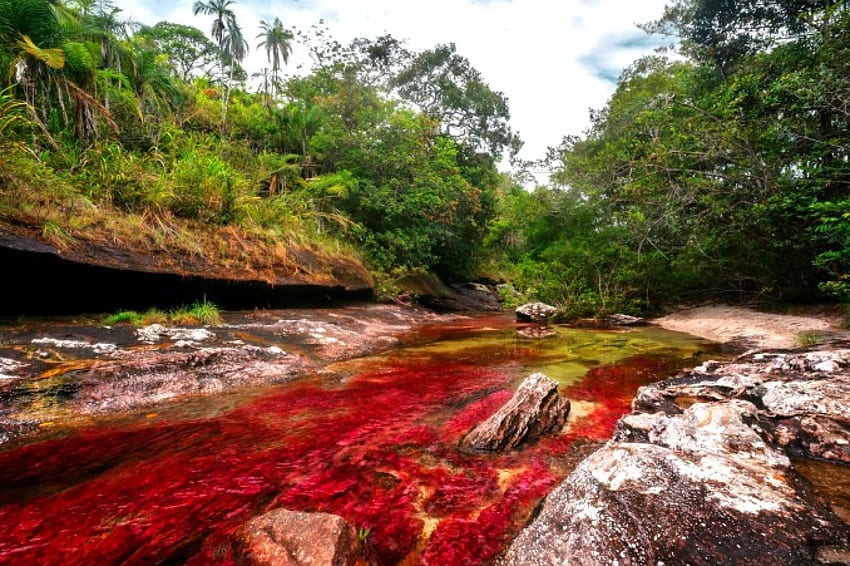 Cano Cristales, The River Of Five Colors, blue, river, black, beautiful, rocks, the liquid rainbow, green, yellow, red, clouds, trees, forest, Colombia HD wallpaper