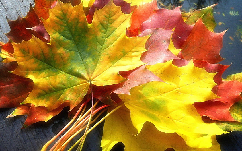 Alam, Musim Gugur, Daun, Buket, Warna, Warna, Maple Wallpaper HD