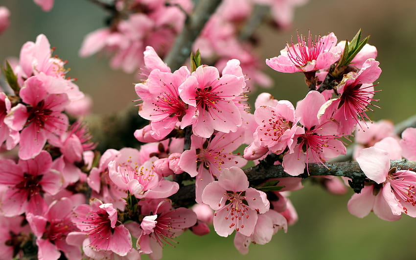 Apple Blossoms, apple, macro, flower, blossoms HD wallpaper