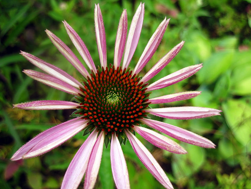 Echinacea, ธรรมชาติ, ชมพู, กราฟฟิตี, ดอกไม้, เขียว, ดอกไม้, มาโคร วอลล์เปเปอร์ HD