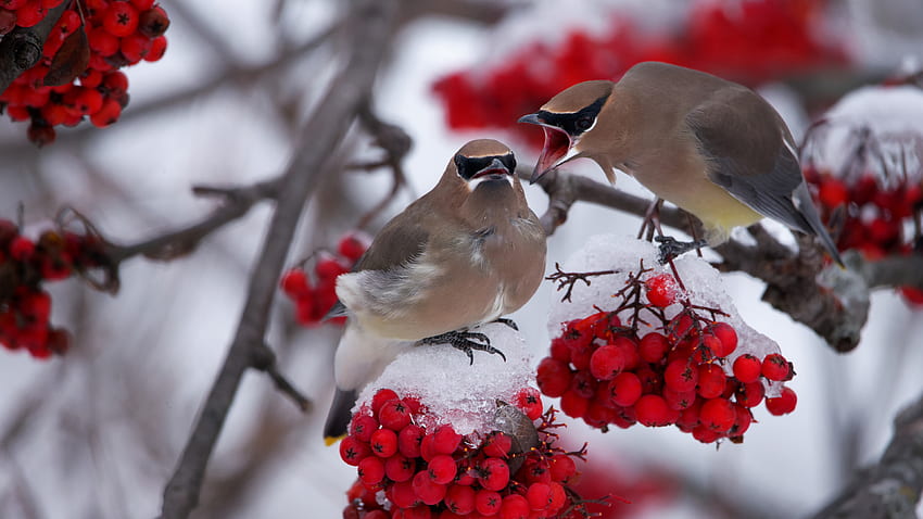 Dos pájaros Waxwing están de pie sobre ramas de árboles de frutos de cerezo rojo cubierto de nieve congelada pájaros fondo de pantalla