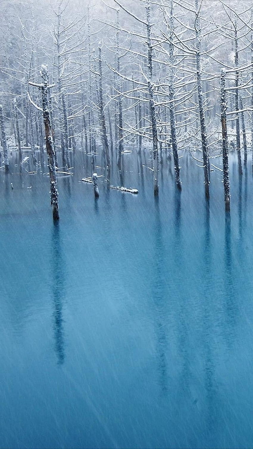 Pure Winter Wither Tree Grove Lago congelado Paisaje iPhone 8 fondo de pantalla del teléfono