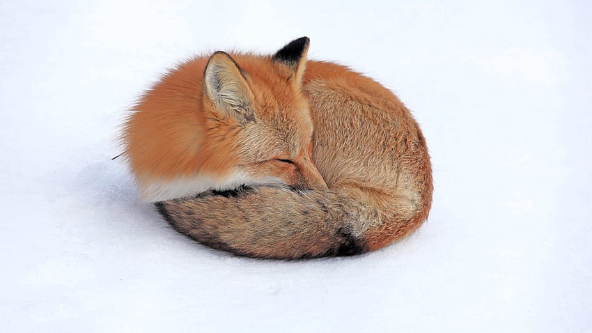 Tiere, Schnee, Fuchs, sich hinlegen, liegen, träumen, schlafen, sich zusammenrollen, grollen HD-Hintergrundbild