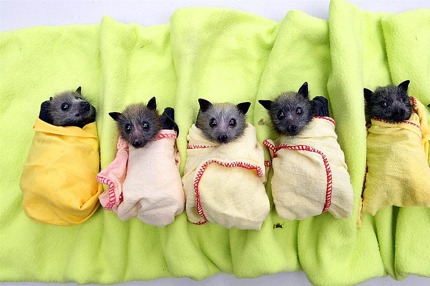 Simpatici pipistrelli Sfondo HD