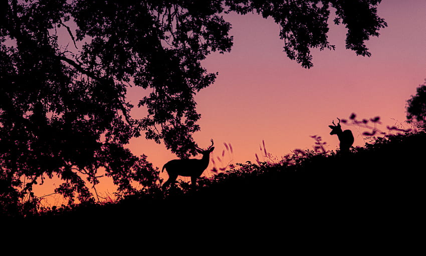 Dark, Silhouette, Deer HD wallpaper