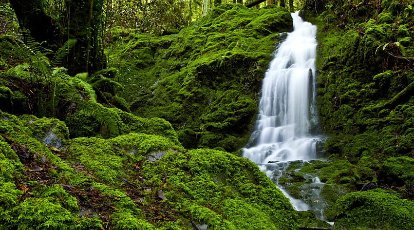Green Forest Falls Waterfalls Nature Forest Green Hd Wallpaper Pxfuel