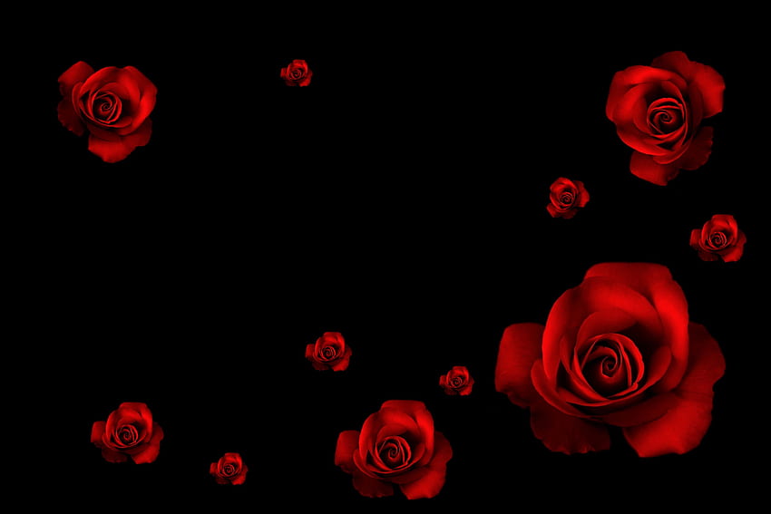 Black And Red Rose -, Black Rose Aesthetic HD wallpaper | Pxfuel