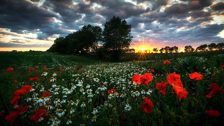 Poppies and Chamomille, sunset, blossoms, landscape, trees, clouds, sky, spring HD wallpaper