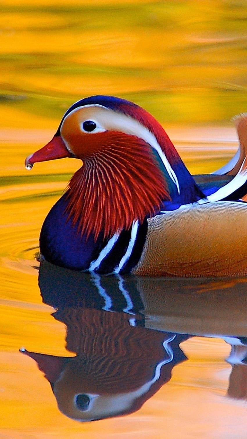 8 Colorful Facts About Mandarin Ducks