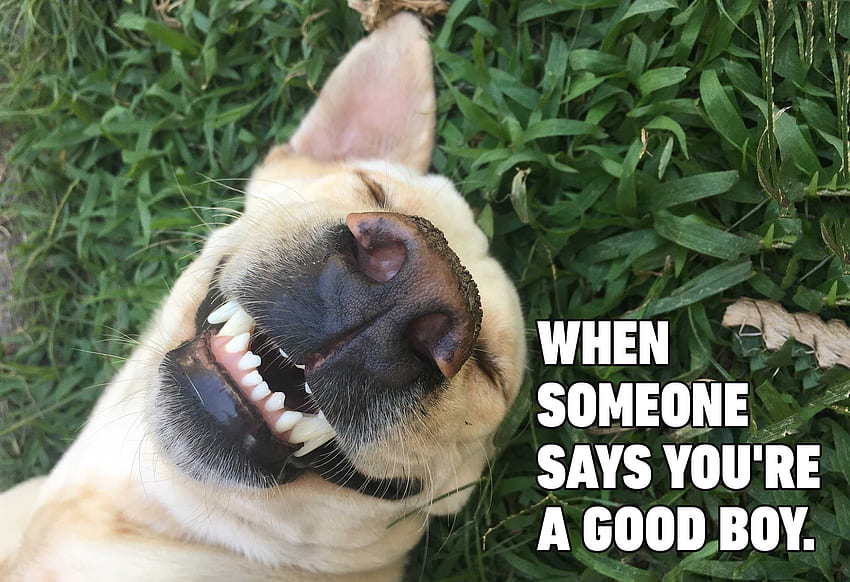 Memes Funny Dog . PNG & GIF BASE, Laughing Dog HD wallpaper | Pxfuel