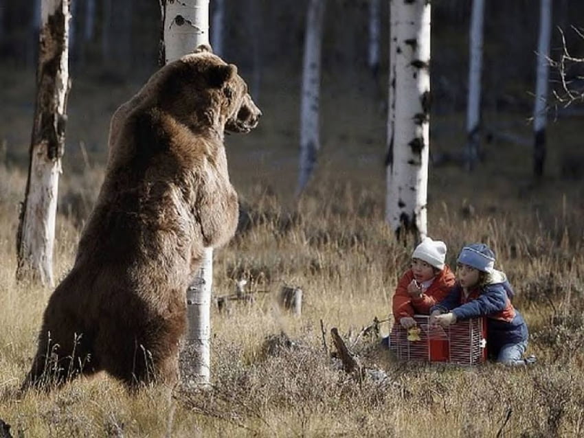 Hey, Kids! You Got Any Food?, animal, grass, forest, bear HD wallpaper